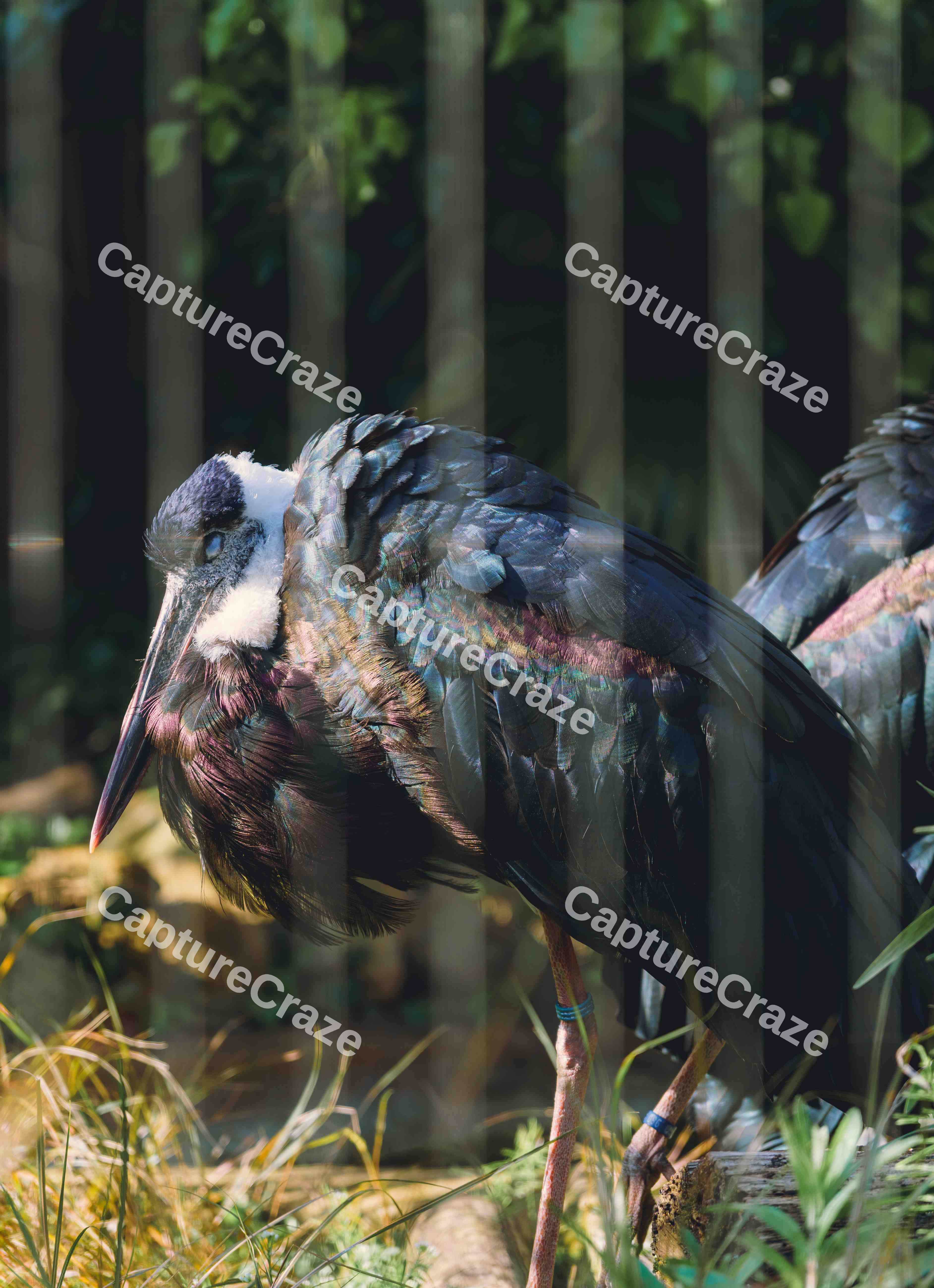 Wooly Necked Stork